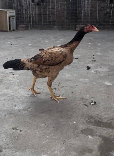 Aseel hen imported cross hen
