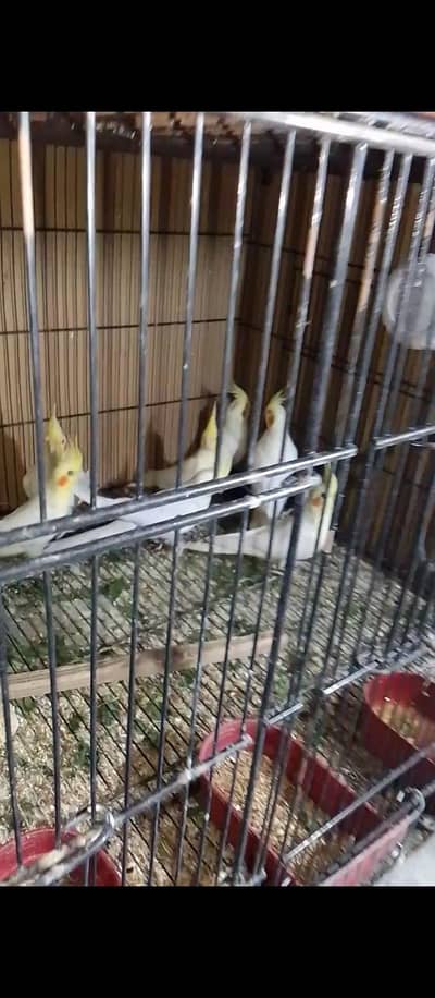 cream cocktail colony