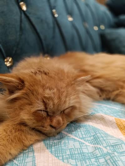 Persian triple coat cat male breeder