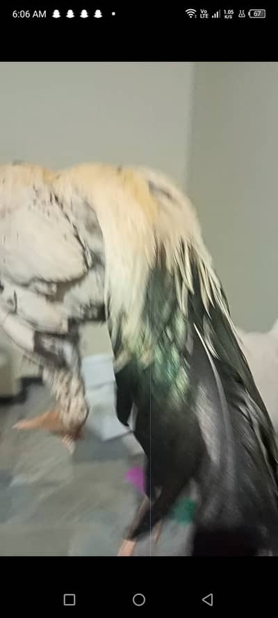 Aseel +18 month+breader