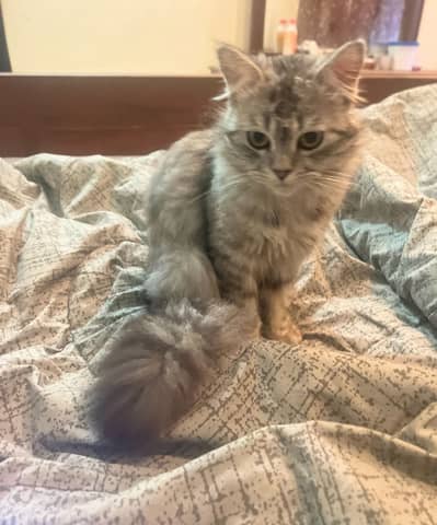 White Persian female Cat and grey Persian male Cat