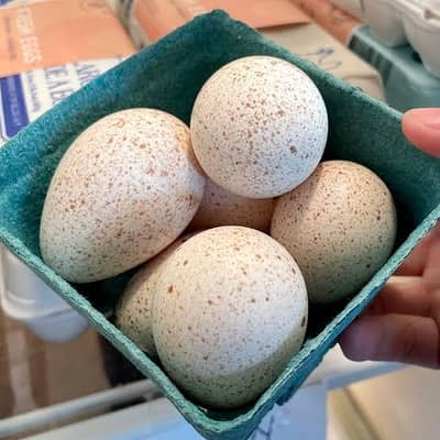 Turkey eggs for sale 