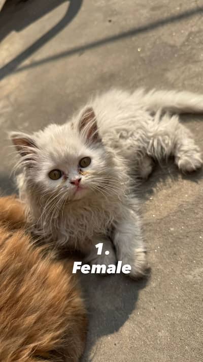 Persian Kittens