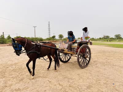 Tanga Ghora Full Setup