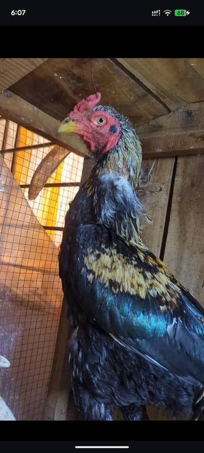 Aseel Breeder Set King size Male and Two female