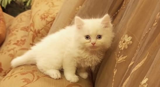 Persian kitten