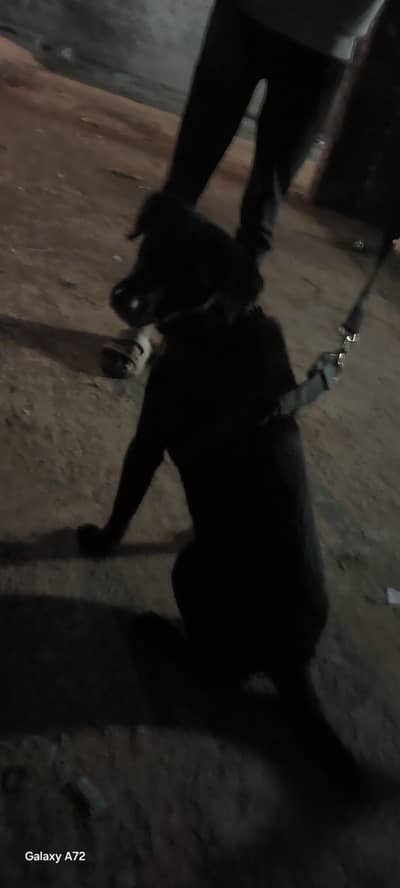 Labrador cross . . . .