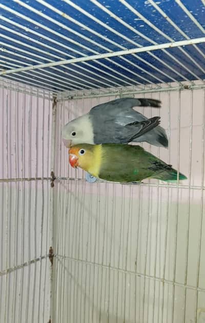 Pale Fellow Split Breeder Pair with 3 Chicks