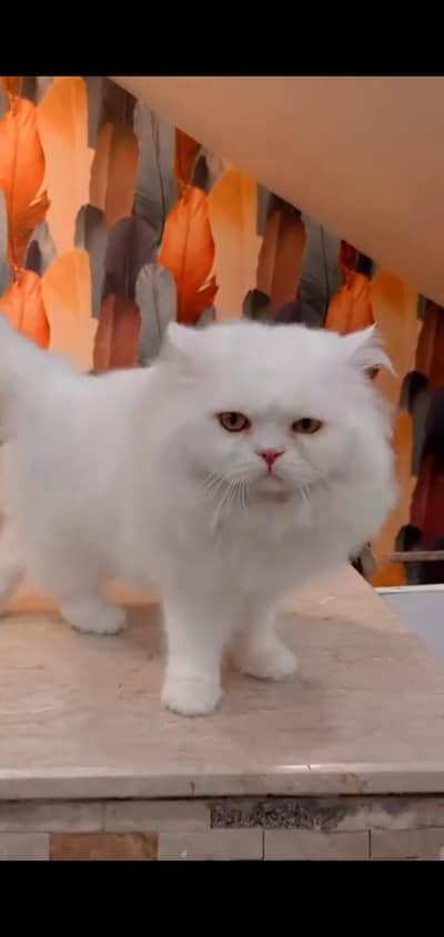 pure persian cats vaccinated triple coated WhatsApp 03317823482