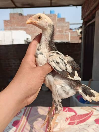 pure aseel chicks high quality / heera aseel / heera chicks / murgi m