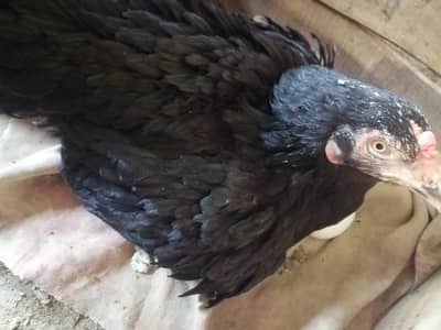 Muski aseel kruk madi