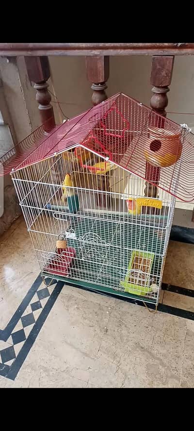 love birds with cage
