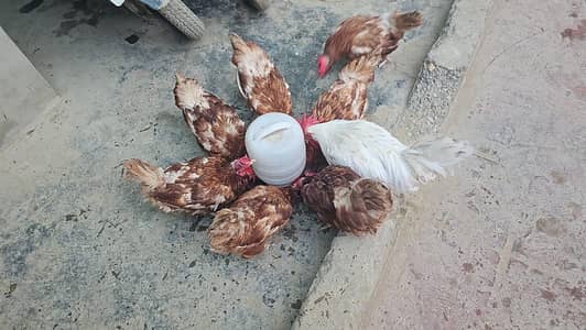 lohmann females anda de rhai h