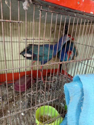 canary red factor and mozaiq and zebra finch