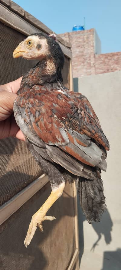 Aseel lassani chicks available