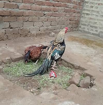 Zero Size Amroha setup for sale