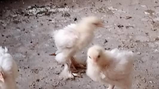 white heavy buff Cochin  chick age 60days old