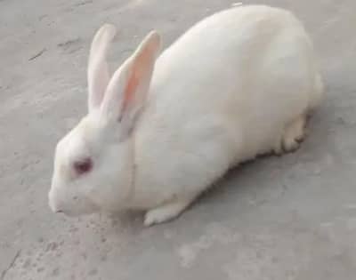 rabit male breadar