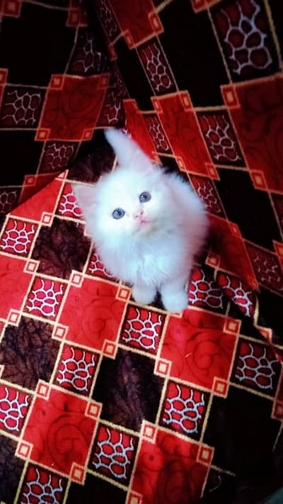 Persian Cat for sale My WhatsApp number 03280797078