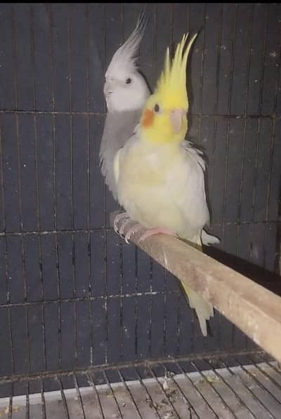Cocktail / Cockatiel bounded Pair - 03214382921