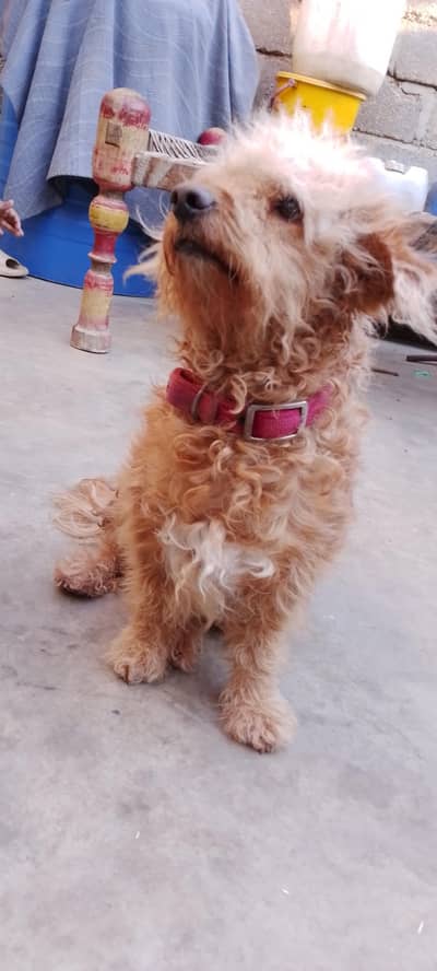 Male dog hai poodle meeting karwana hai sale nh karna