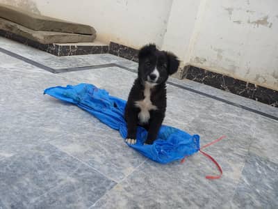 afghan kuchi or bull terrier ka cross hy