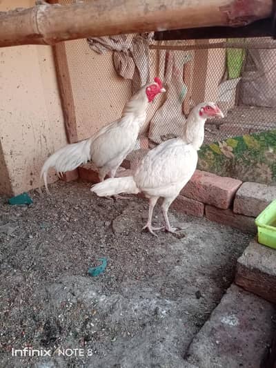 Aseel Murgha/Aseel Murghi/Heera Murgha/Heera Murghi/White Murgha Pair