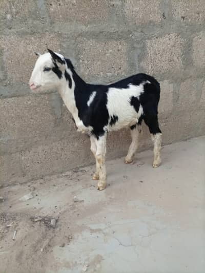 Pandi Teddy Female 5 Months Age