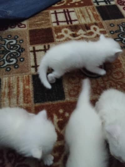 3 coated 4 kitten white color