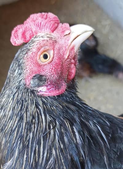 merathi pathy pathian