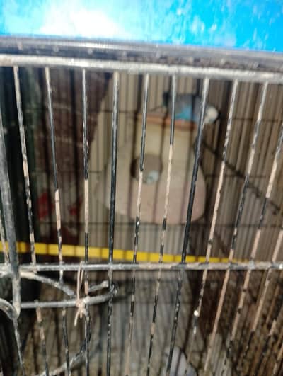 full white female    black and blue mail