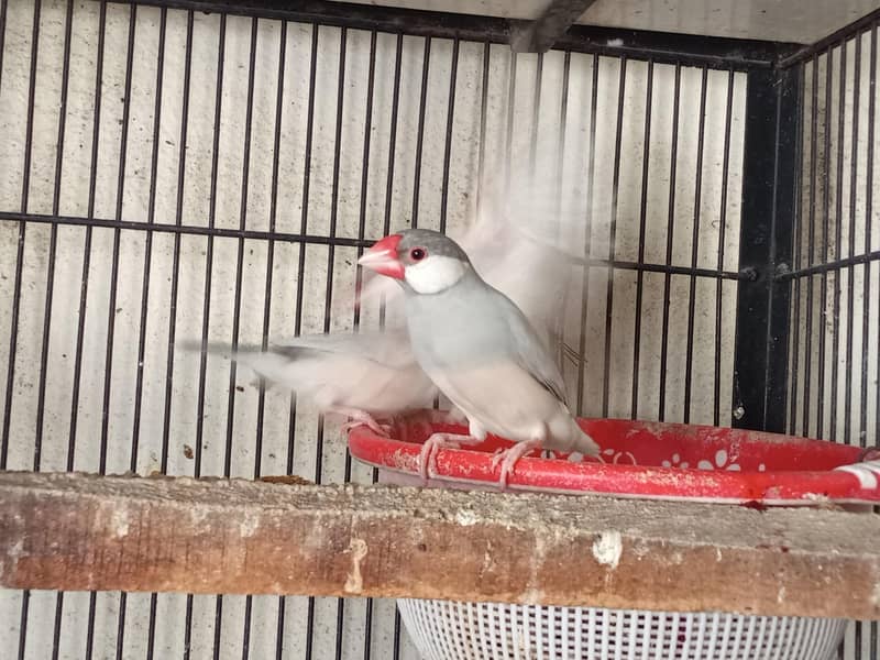 Fawn Java and Silver Java Breeder Pair. 03084561921 0