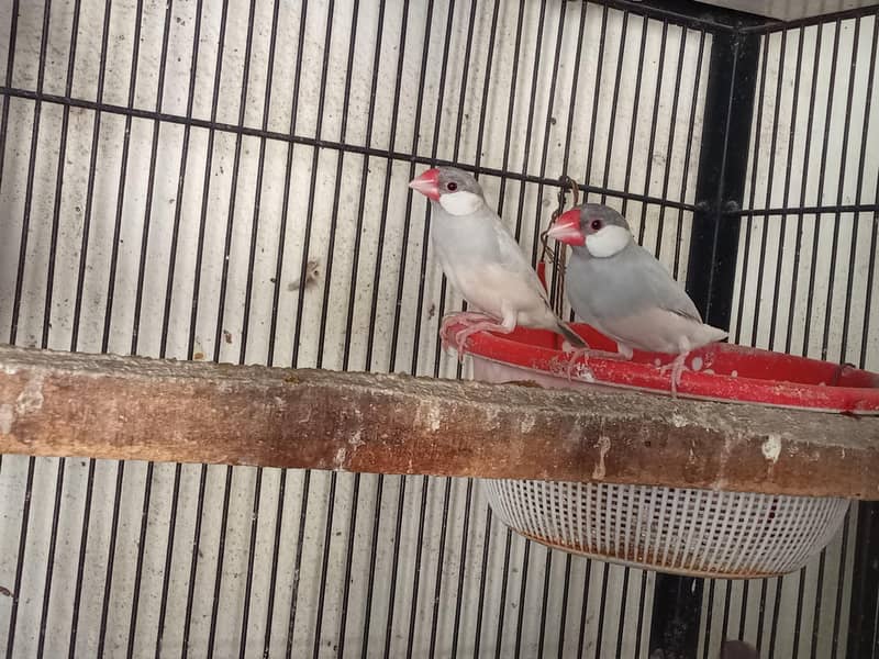 Fawn Java and Silver Java Breeder Pair. 03084561921 1