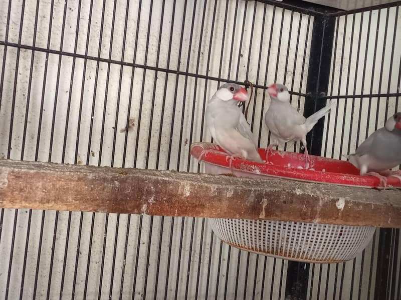 Fawn Java and Silver Java Breeder Pair. 03084561921 2