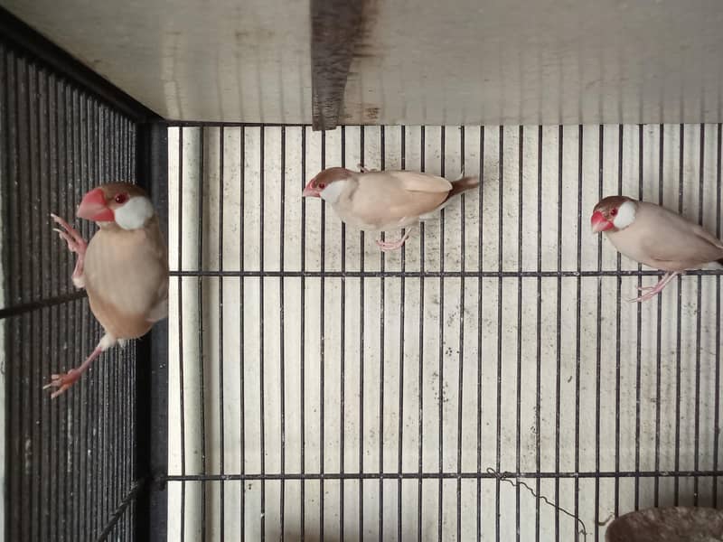 Fawn Java and Silver Java Breeder Pair. 03084561921 3