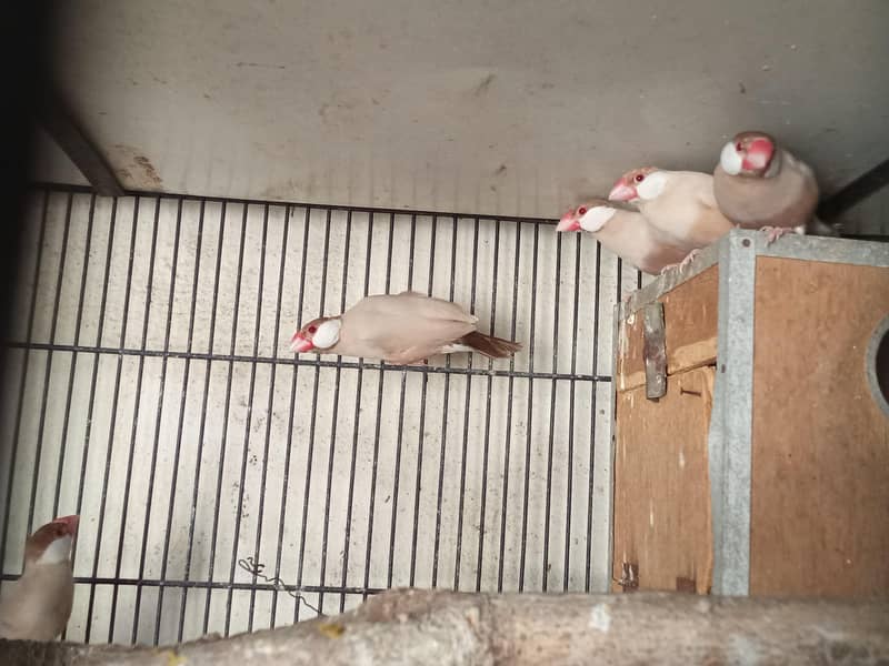 Fawn Java and Silver Java Breeder Pair. 03084561921 4