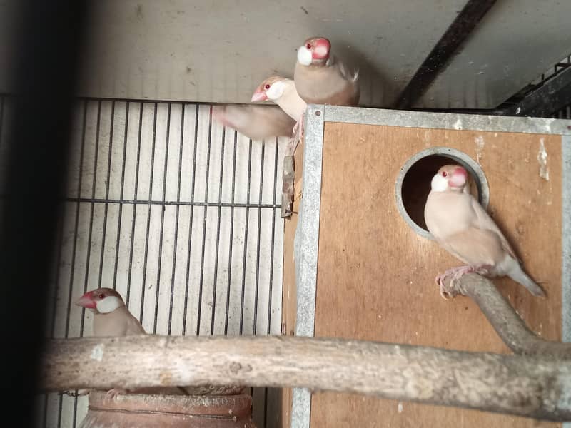 Fawn Java and Silver Java Breeder Pair. 03084561921 6