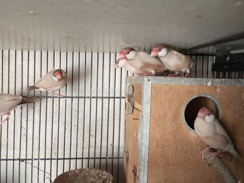 Fawn Java and Silver Java Breeder Pair. 03084561921 7