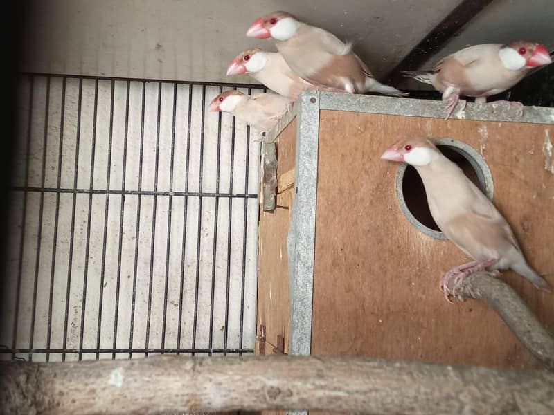 Fawn Java and Silver Java Breeder Pair. 03084561921 9