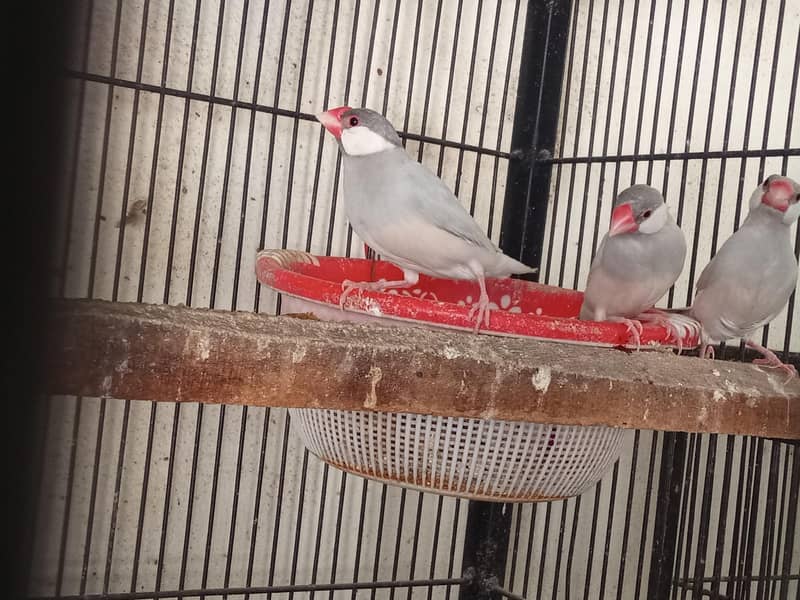 Fawn Java and Silver Java Breeder Pair. 03084561921 10