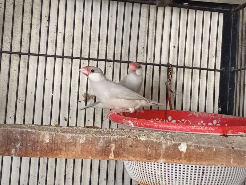 Fawn Java and Silver Java Breeder Pair. 03084561921 11