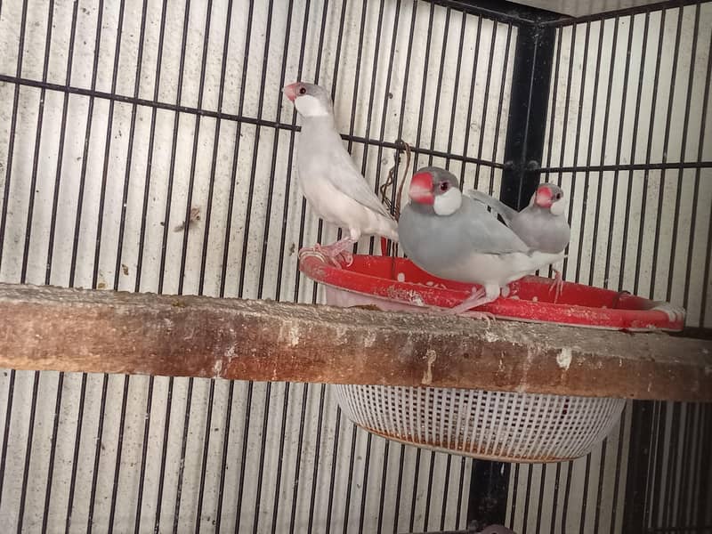 Fawn Java and Silver Java Breeder Pair. 03084561921 12