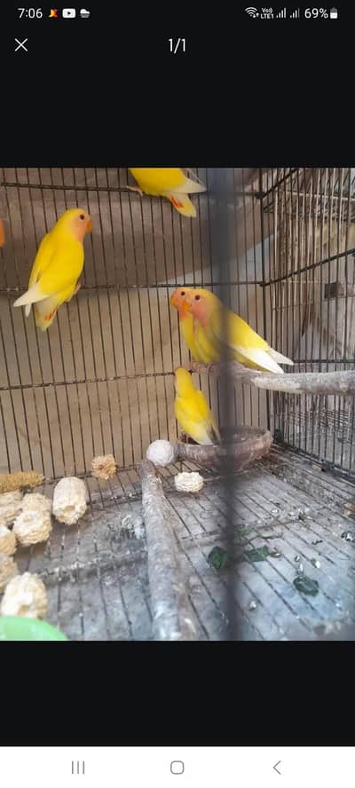 Bird for sale kumharanwala multan