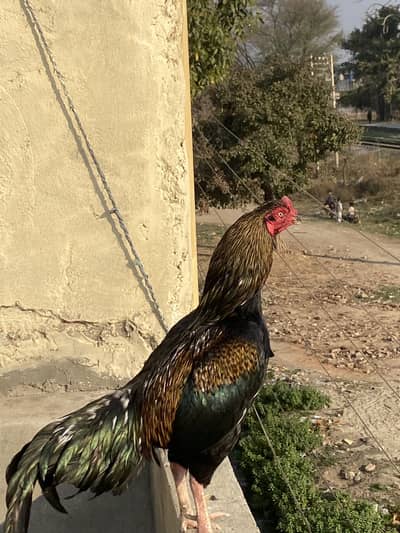 Aseel murga for sale high quality mianwali