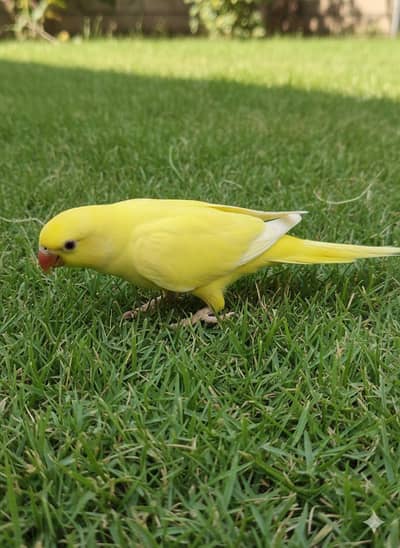 yellow ringneck female 2 year old