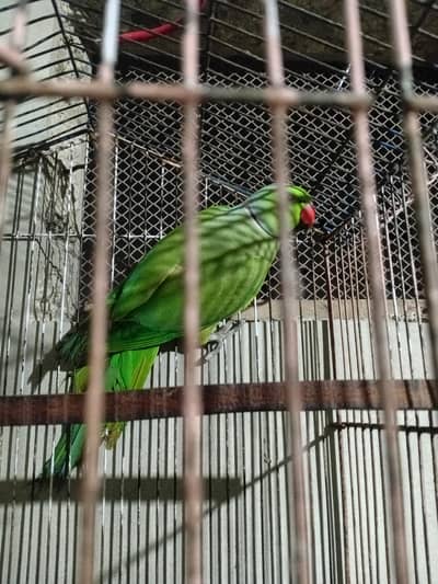 toking parrot for sale
