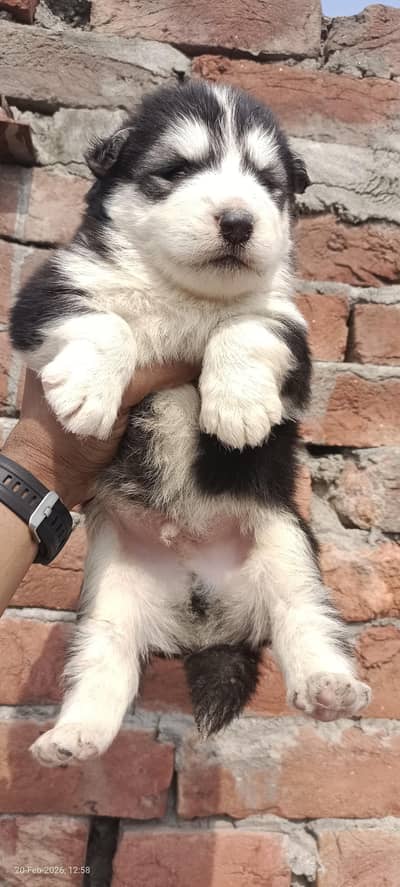 show quality Husky pups for sale