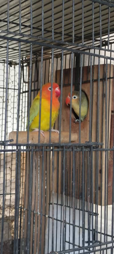 love birds