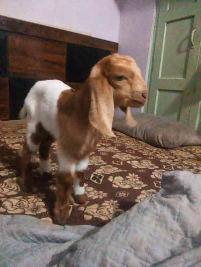 one months goat kid  add pura perh kr rabta krna