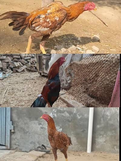 Top quality aseel morgha intahai Kam price  ma